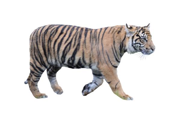 istock Sumatran tiger cute cub  isolated on a white background 665663320
