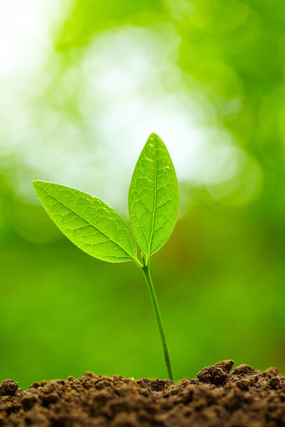 istock Spring Bud Growing with green Nature Background 665663534