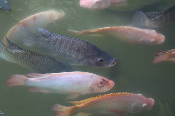 istock Cichlidae fish in the pond 665666110