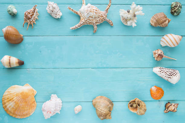 istock Many seashells on a blue wooden planks 665670106