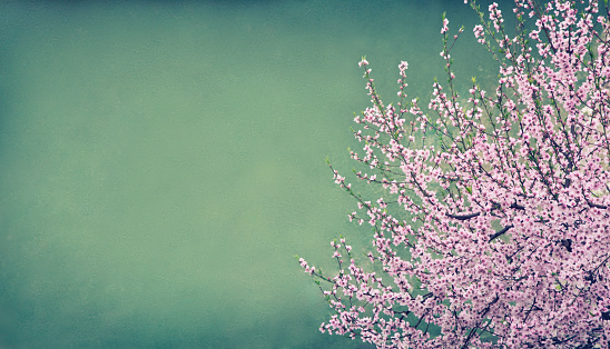 Pink blossom branch against green grunge wall with copy space