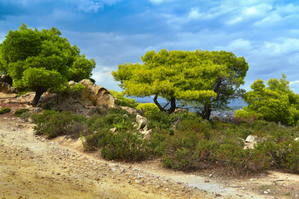 Pine trees on the Sithonia Island, Greece
