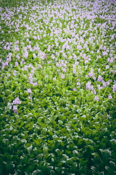Water Hyacinth Growing On Lake