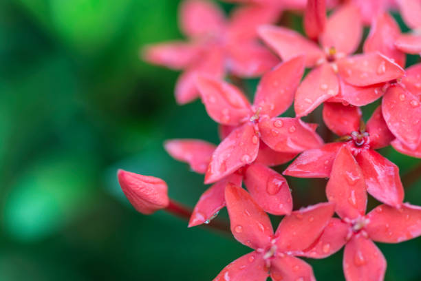 istock Closeup White Flowers After Rain. 665684256