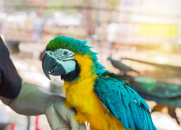 istock blue and yellow macaw or blue and gold macaw 665684370