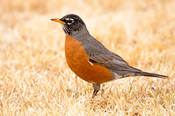 アメリカンヒタキ - american robin ストックフォトと画像