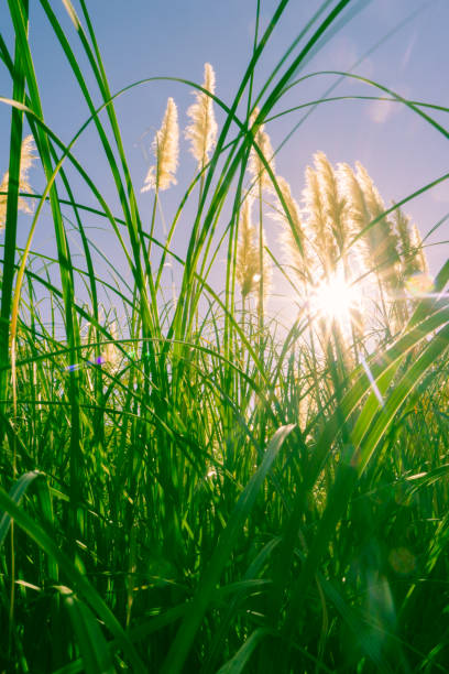istock Greenery in pampas with lens flare. 665686726