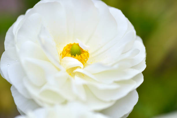 White peony in macro