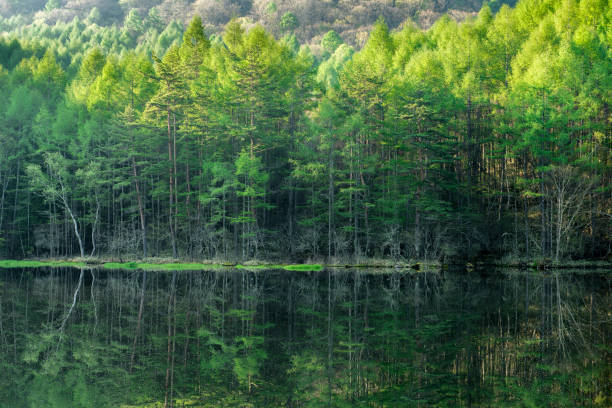 istock Fresh Green Oyoga Pond 665689664