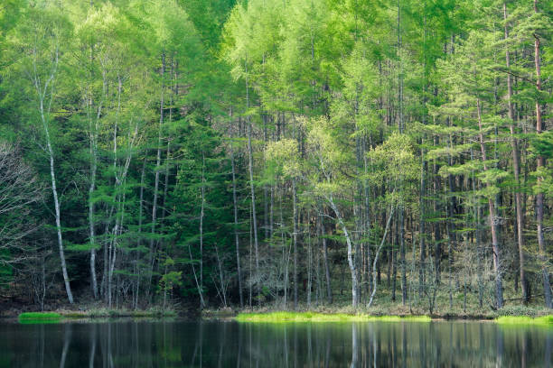 istock Fresh Green Oyoga Pond 665689752
