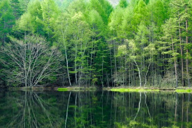 istock Fresh Green Oyoga Pond 665689896