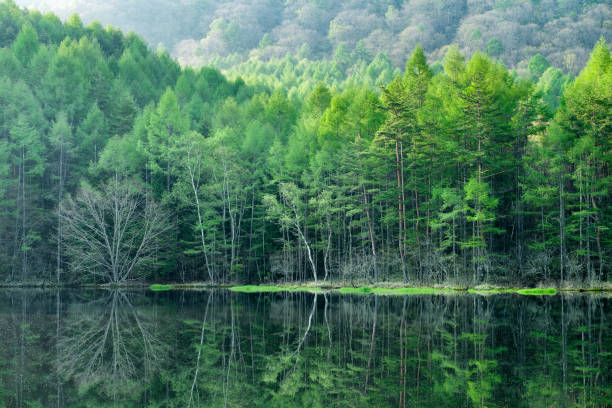 istock Fresh Green Oyoga Pond 665690070