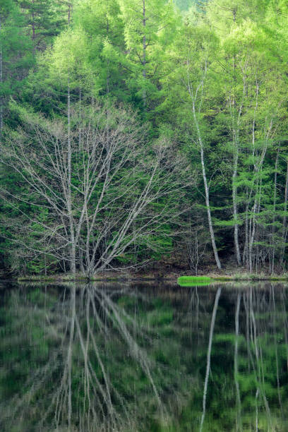 istock Fresh Green Oyoga Pond 665690310
