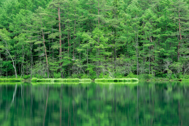 istock Fresh Green Oyoga Pond 665690440