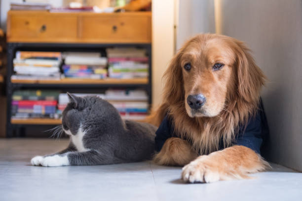 istock British cat and Golden Retriever 665696296
