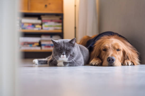 istock British cat and Golden Retriever 665696310
