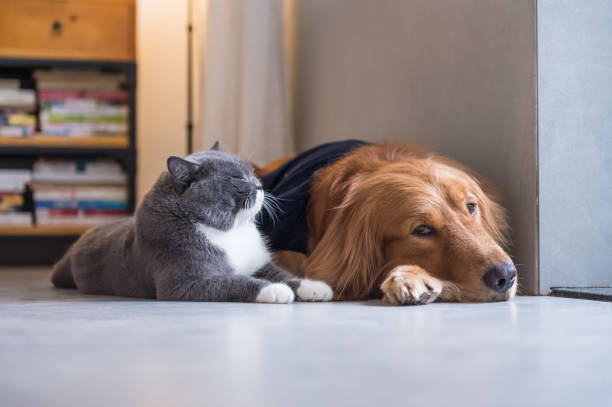 istock British cat and Golden Retriever 665696312