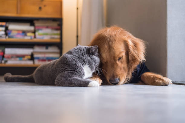 istock British cat and Golden Retriever 665696330