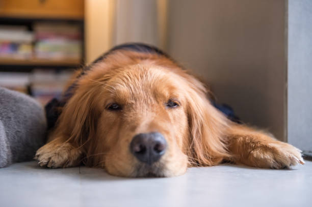 istock Golden Retriever to lie on the ground 665696346