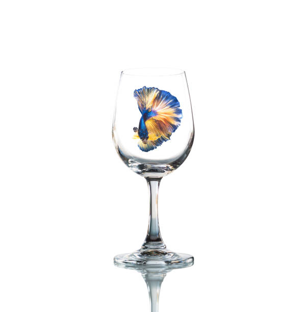 betta fish inside Empty wine glass isolated with reflect on white background