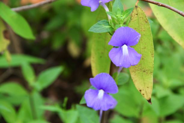 紫ブラジル キンギョソウ美しい花 - campanula small flower bouquet ストックフォトと画像