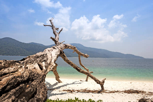istock dry branch tree on beautiful tropical beach and sea 665705352