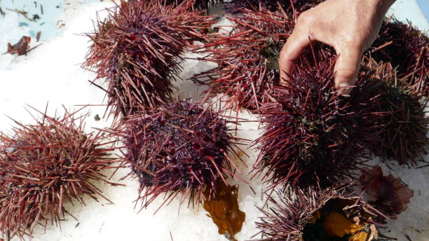 istock Fresh Sea Urchin at fish market 665705476