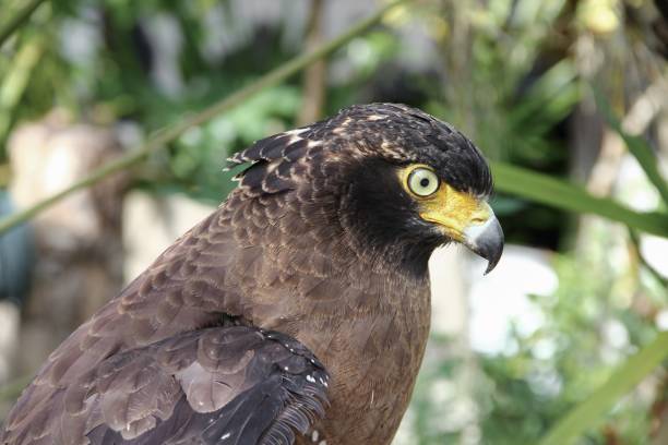 istock eagle or  Falcon Peregrine 665707916