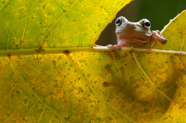 istock macro closeup of green forest tree frog sneak peek through a leaf 665708756