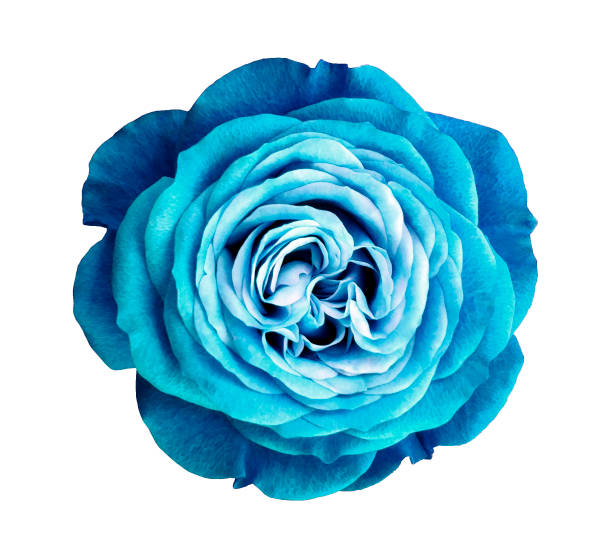 istock turquoise rose flower. white isolated background with clipping path. Nature. Closeup no shadows. Nature. 665709108