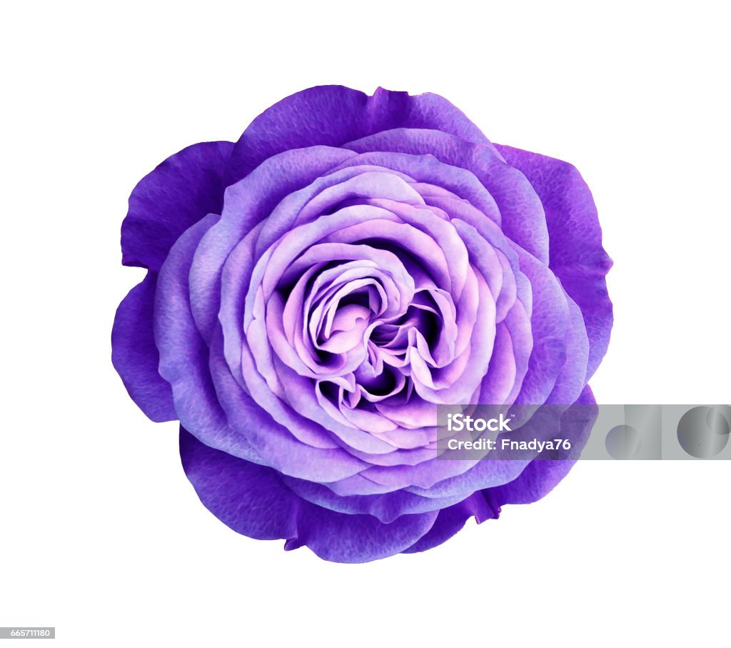 Violet Rose Flower White Isolated Background With Clipping Path ...