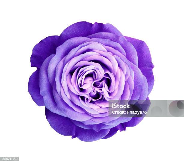 Violet Rose Flower White Isolated Background With Clipping Path Nature Closeup No Shadows Nature Stock Photo - Download Image Now