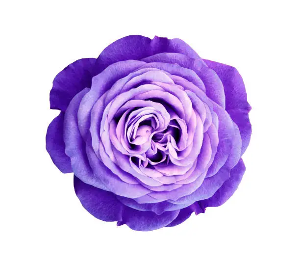 Photo of violet rose flower. white isolated background with clipping path. Nature. Closeup no shadows. Nature.