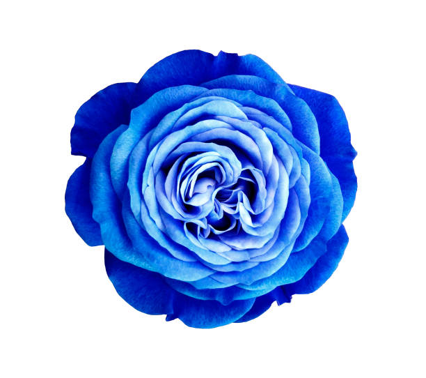 青白バラの花。孤立した白地 - tinge ストックフォトと画像