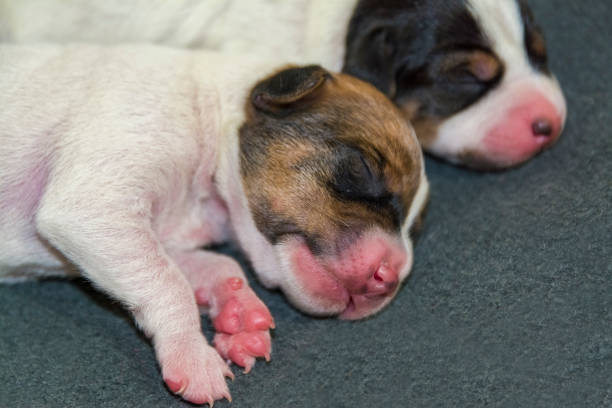 istock New born dog puppies 665711836