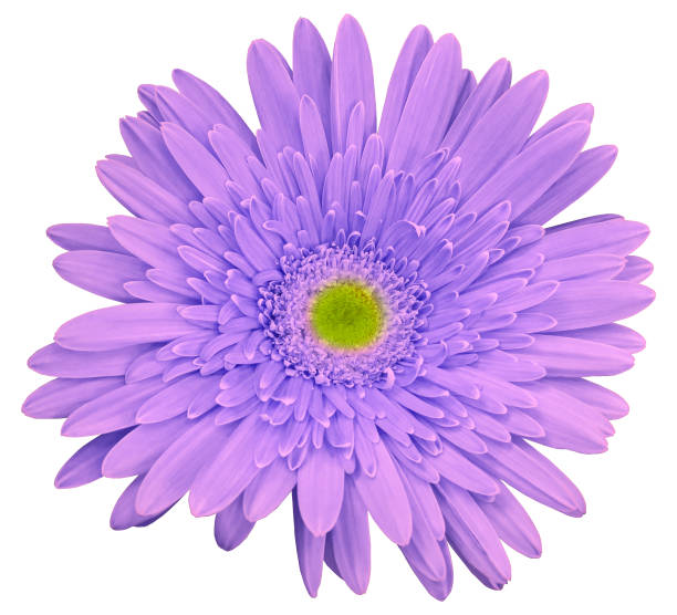 istock Light violet  gerbera flower, white isolated background with clipping path.   Closeup.  no shadows.  For design.  Nature. 665714038