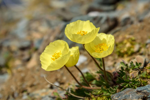Beautiful natural background with delicate yellow flowers poppies growing on rocks high in the mountains