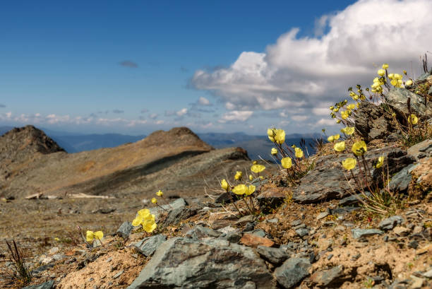 istock yellow poppy flowers mountains closeup 665718510