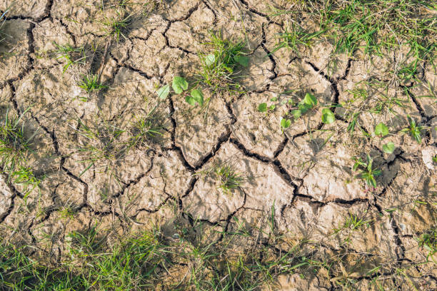 istock Parched ground with green grass at close 665736652