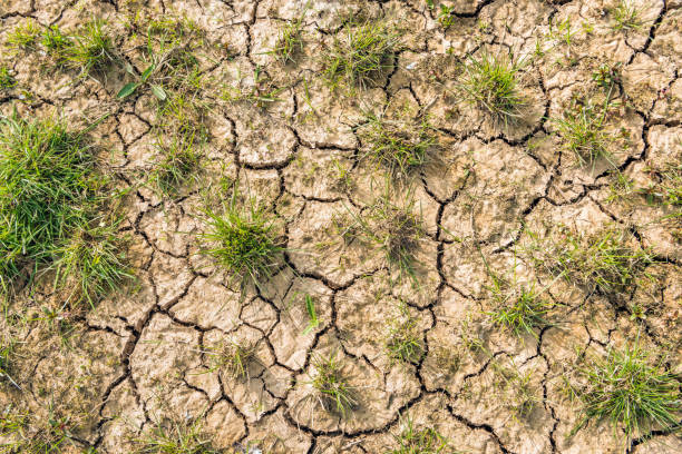 istock Parched ground with green grass at close 665736678