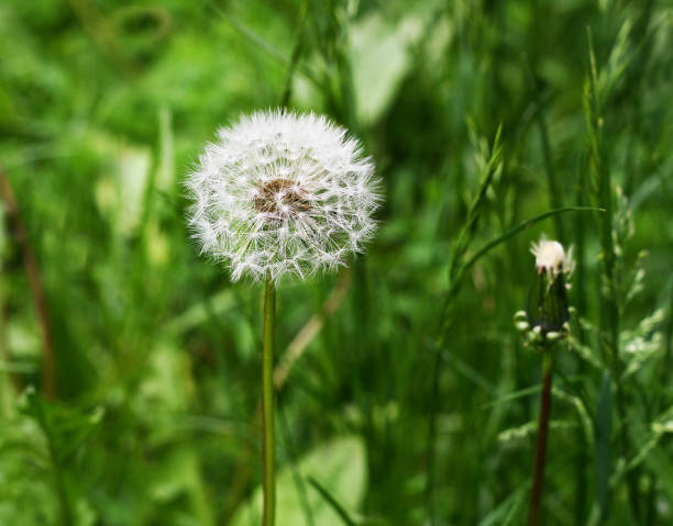 istock Dandelions in the green grass. 665737622