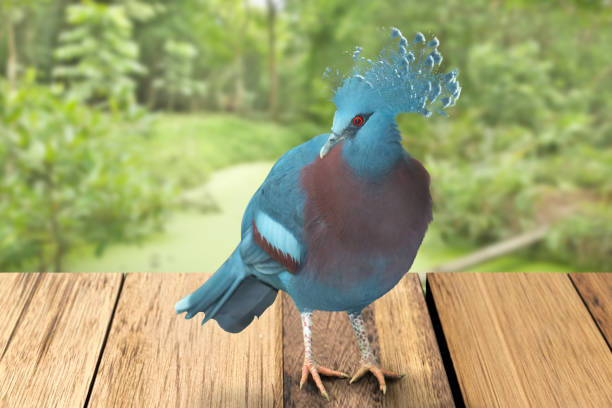 Victoria crowned pigeon over natural scene background