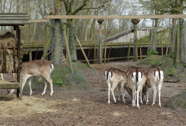istock A walk in the Amsterdam Forest 665750828