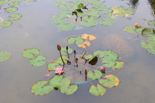 istock beautiful waterlily or lotus flower is complimented 665751234