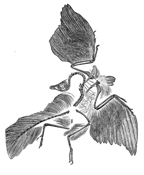 60+ Archaeopteryx Fossil Stock Illustrations, Royalty-Free Vector