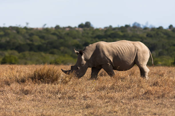 istock Large white rhino. SweetWater, Kenya 665757332