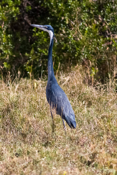 istock Blue heron. SweetWater, Kenya 665757394