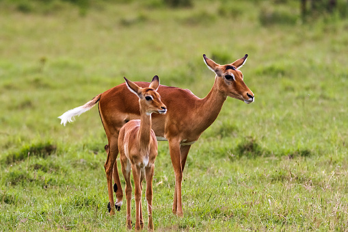 Un par de impalas. Impala con bebé. Lago Nakuru, Kenia photo