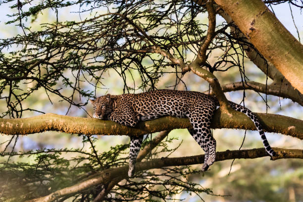 istock Portrait of a sleeping leopard on a tree. Nakuru, Kenya 665757508