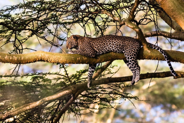 istock Portrait of a leopard resting on a tree. Nakuru, Kenya 665757518